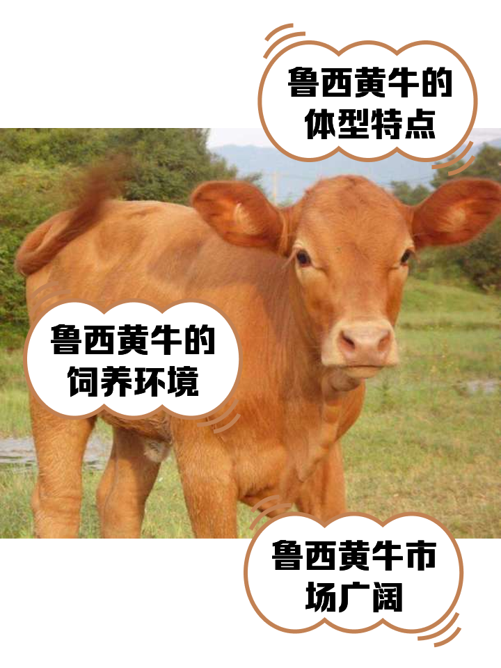 开封最新医保取现黄牛方法分析(最方便真实的开封医保取现黄牛怎么取方法)